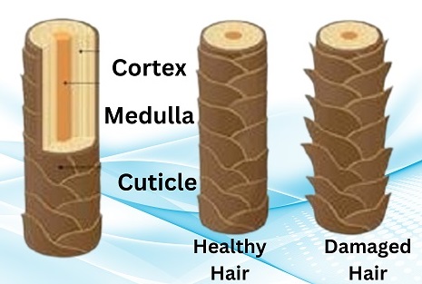 cuticle of hair